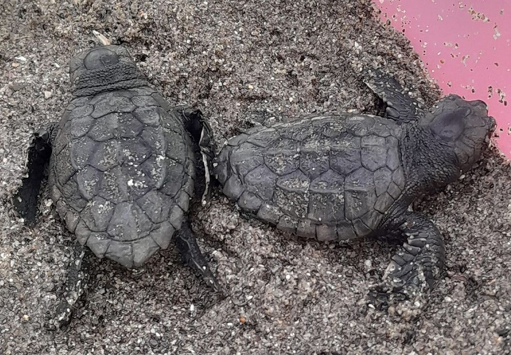 La eclosión de otros veinte huevos eleva a más de medio centenar las crías de tortuga boba nacidas del nido protegido en la playa de Nueva Andalucía