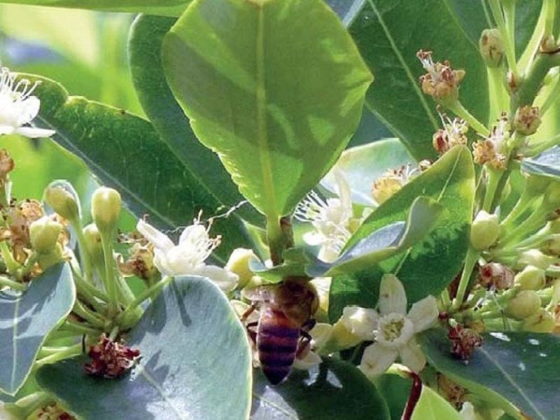 Colombia alcanza cifras récord de cultivo de coca y de producción de cocaína