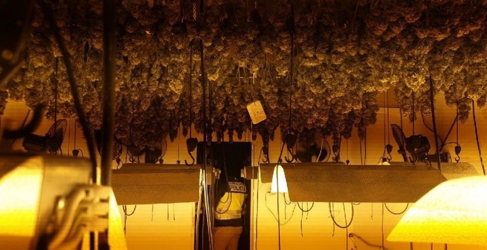 La Policía Nacional incauta 695 plantas de marihuana en dos viviendas de Vélez-Málaga