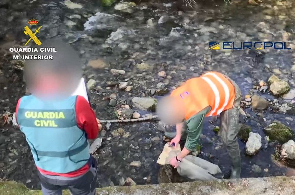 Detenidas 27 personas e incautados más de 300 kilos de angula en una operación de la Guardia Civil