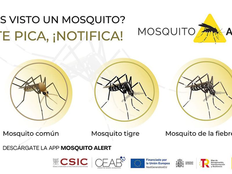 Sanidad impulsa Mosquito Alert como herramienta de vigilancia
