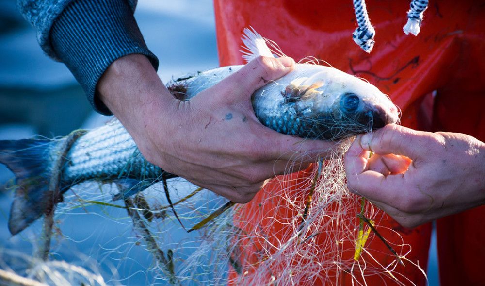 Regulada por decreto la pesca marítima recreativa y sus 200.000 licencias en Andalucía