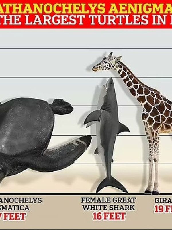 Paleontólogos españoles descubren en Lleida un fósil de tortuga gigante primitiva