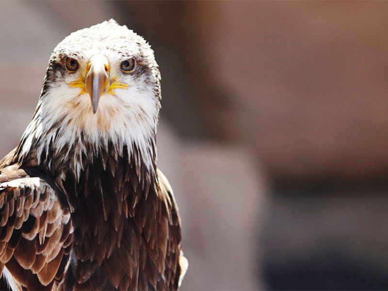 El águila imperial ibérica se recupera: cuenta con 841 parejas reproductoras en la península Ibérica