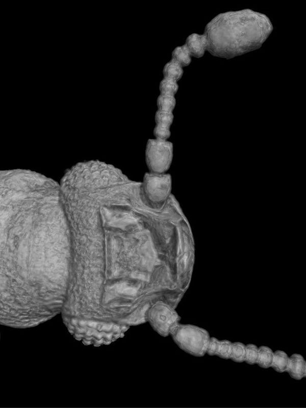 Descubren una familia de escarabajos vistos por primera vez en África