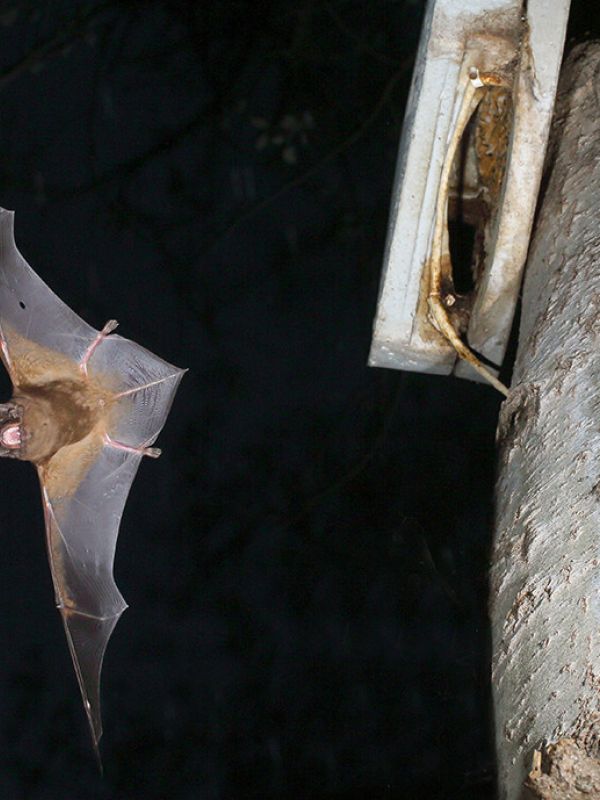 La depredación por cárabos afecta la supervivencia de la población de nóctulo grande de Doñana