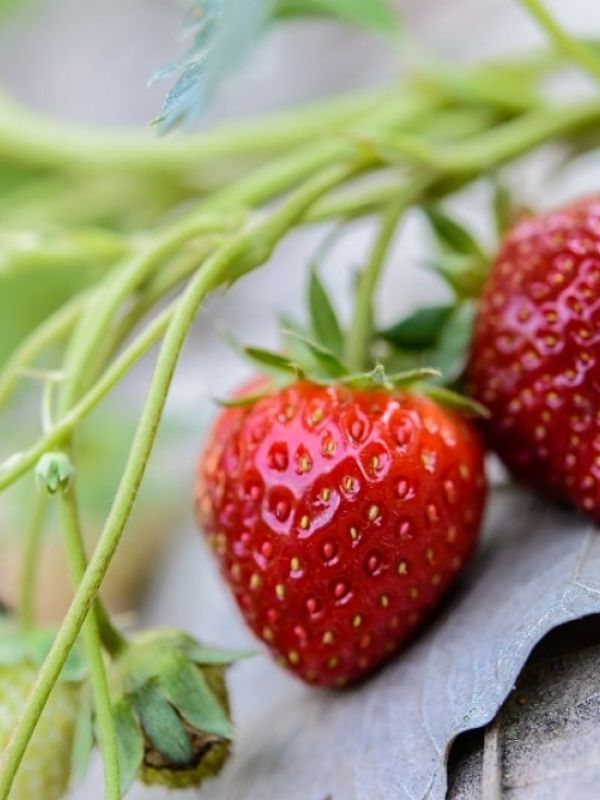 El proyecto de ciencia ciudadana Vigilantes del aire’ repartirá 5.000 plantas de fresa para estudiar la contaminación