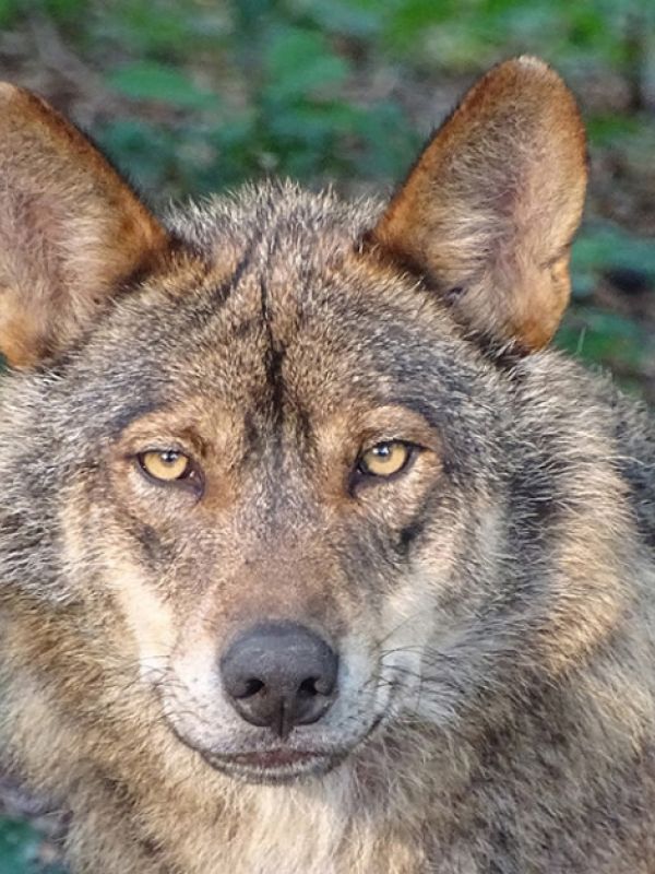 El lobo nunca habitó en más de la mitad de España en los siglos XIX y XX