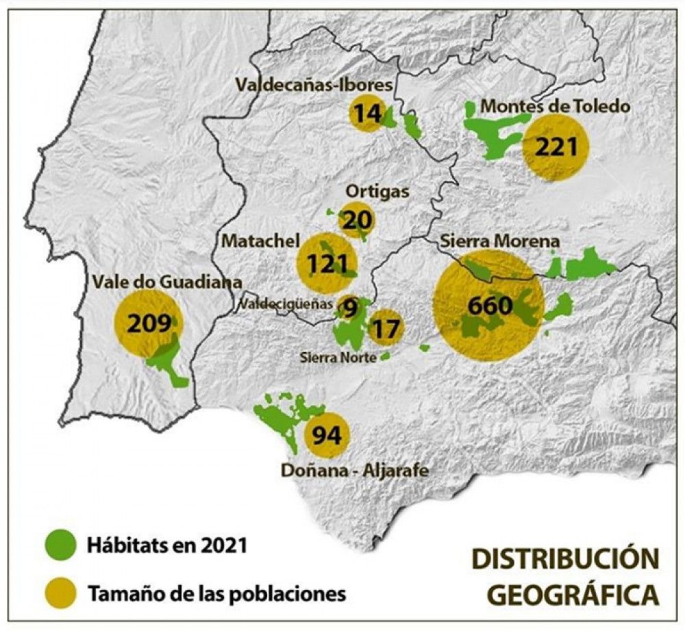 La población de lince ibérico bate un nuevo récord con más de 1.365 ejemplares censados