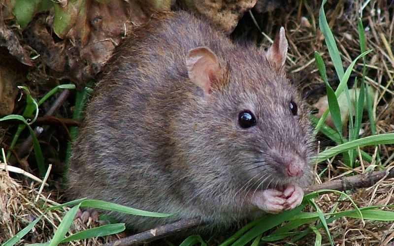Científicos del CSIC identifican mutaciones en las poblaciones de ratas que confieren resistencias a los raticidas