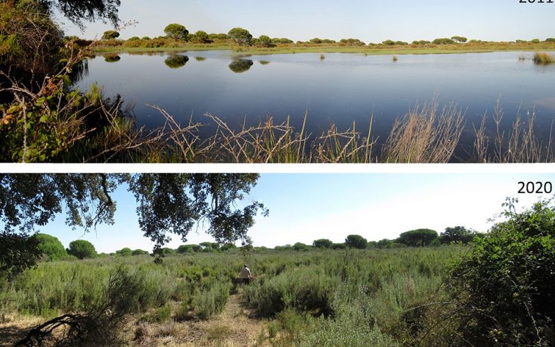 Doñana en estado crítico: más de la mitad de sus lagunas han desaparecido