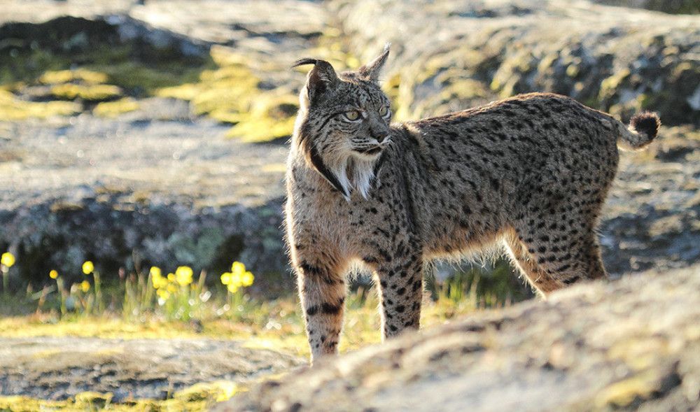 Andalucía es la comunidad con mayor número de linces ibéricos en todo el territorio nacional
