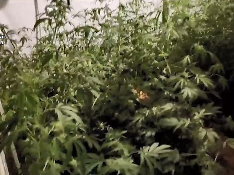 La Guardia Civil desarticula un grupo criminal dedicado al cultivo de marihuana en Cártama