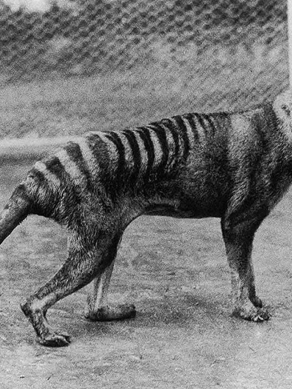 Científicos logran extraer por primera vez el ARN de los restos del extinto tigre de Tasmania