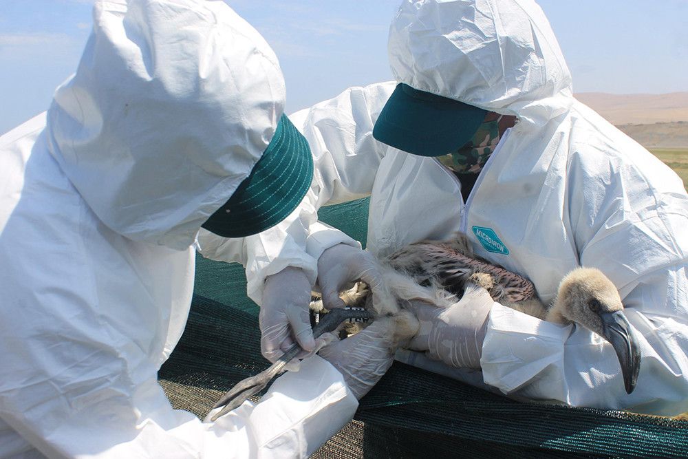 Mañana se realiza el tradicional anillamiento de pollos de flamenco en la Laguna de Fuente de Piedra