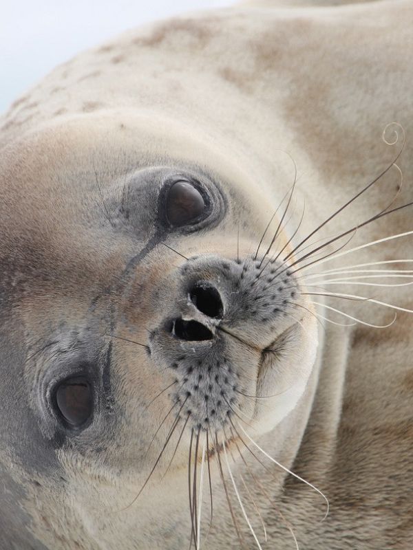 El libro y la exposición Una mirada polar’ ofrecen un viaje visual a los confines de la Tierra