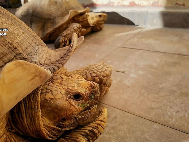 La Guardia Civil investiga penalmente a una persona por la tenencia ilegal de 27 tortugas