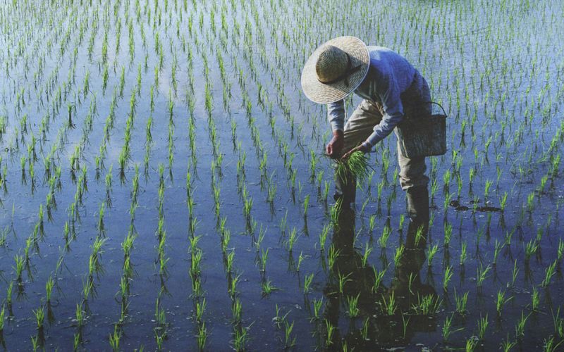 Una alta concentración de CO2 en la atmósfera empobrece las tierras de cultivo de arroz
