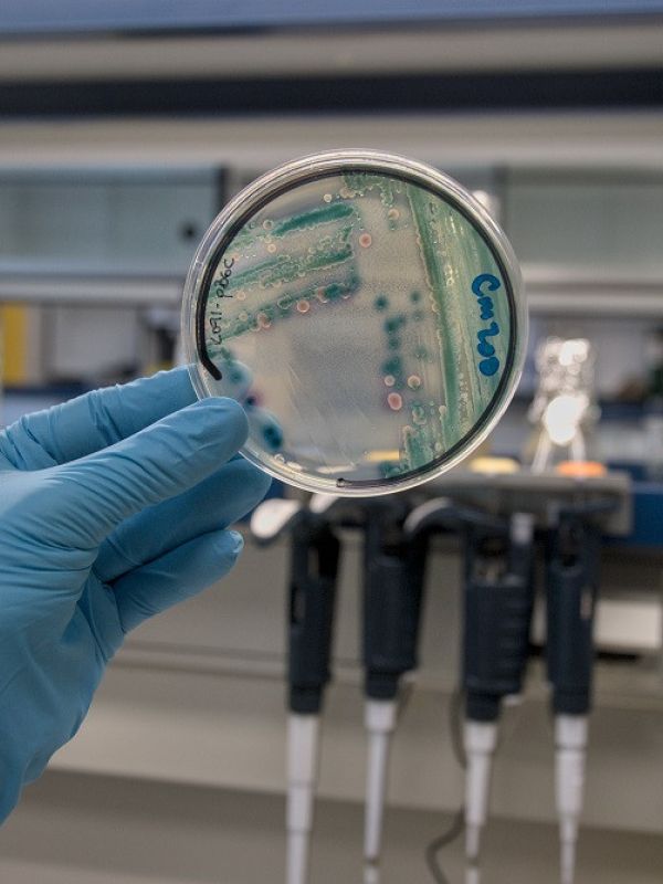 Anillos de ADN para entender la resistencia a los antibióticos
