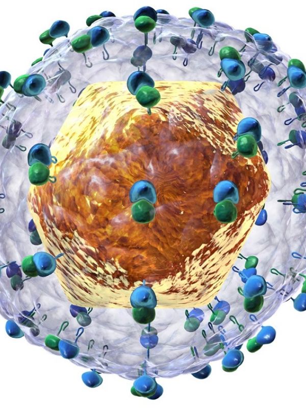 Hallada una molécula natural que inhibe la replicación del virus de la hepatitis C