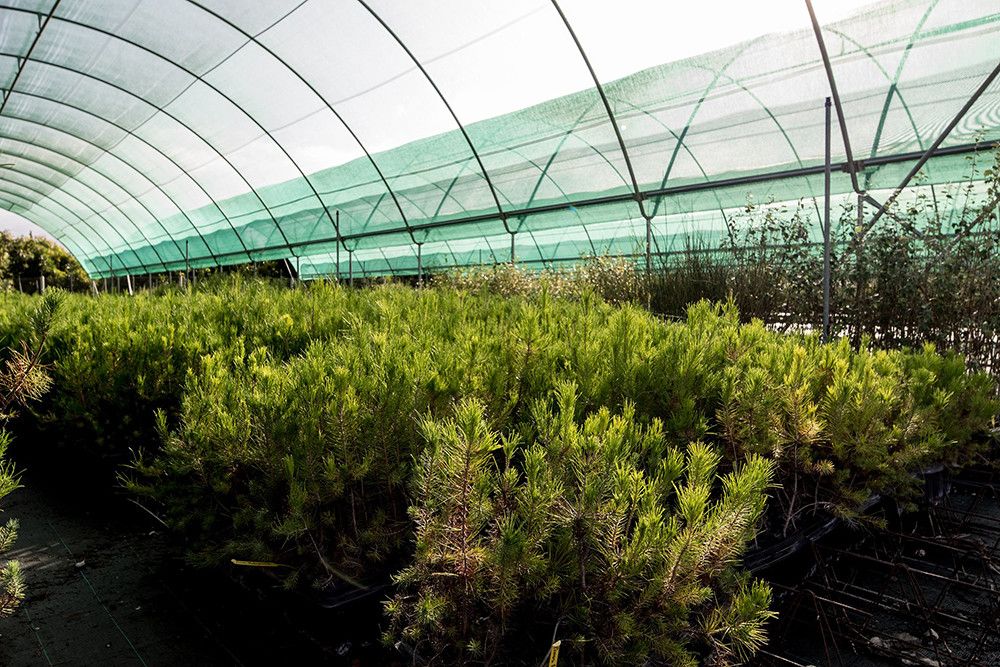 El Vivero Provincial de la Diputación suministra casi 18.000 plantas para proyectos ambientales durante 2022