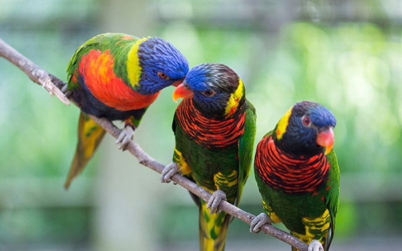 El nuevo libro de divulgación del CSIC explica cómo se comunican los animales