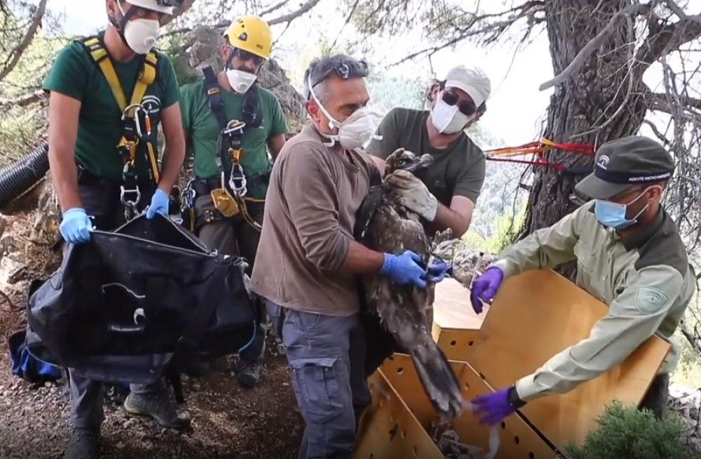 La Junta concluye la campaña de suelta de quebrantahuesos con ocho ejemplares liberados