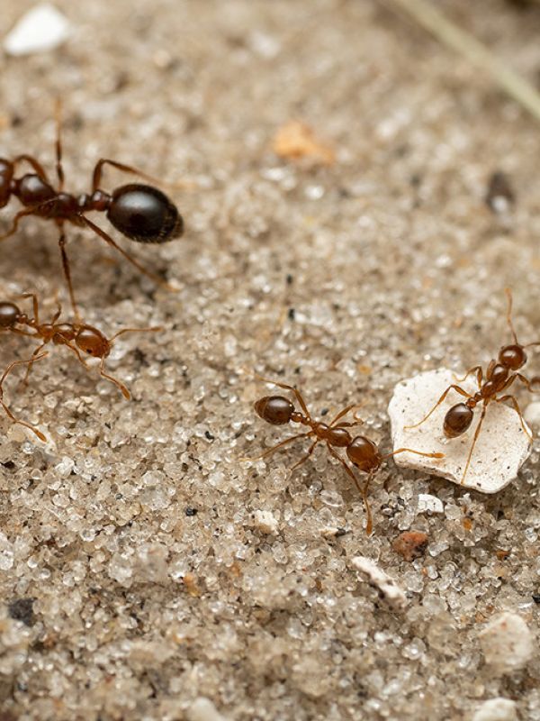 La hormiga roja de fuego, una de las especies exóticas más invasoras, se establece en Europa y podría llegar a España
