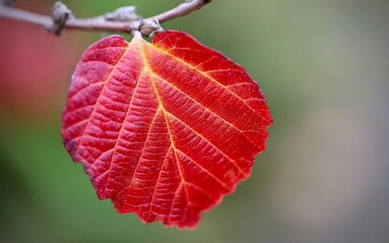 El cambio climático afecta a las hojas de los árboles alterando el ciclo del carbono