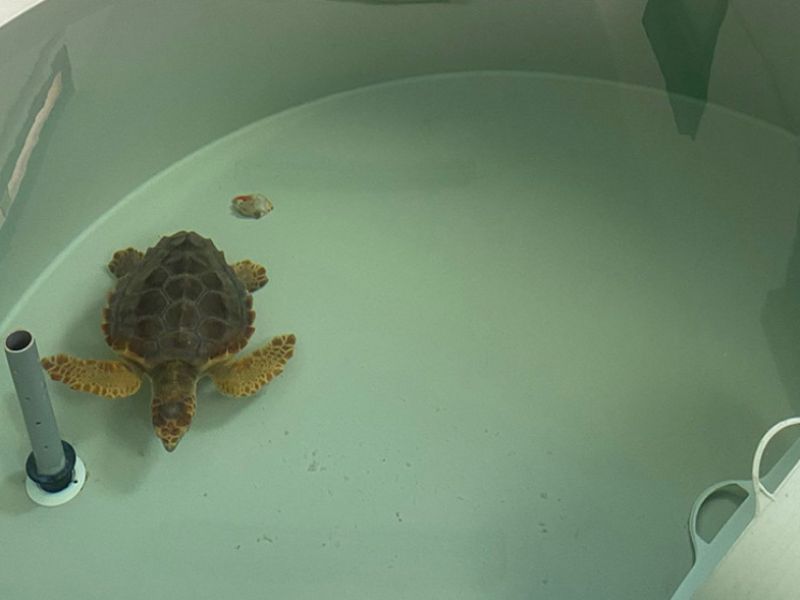 El 75% de las tortugas varadas que ingresan en el Centro del Medio Marino de la Junta se recuperan y vuelven al mar