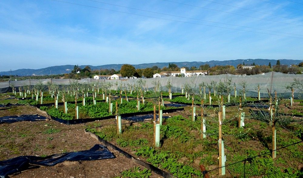 Agricultura obtiene tres nuevas variedades de olivo más resistentes a la verticilosis