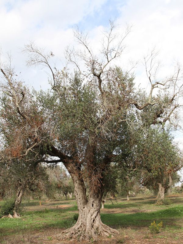 El CSIC lidera un proyecto internacional para mitigar los daños generados por la bacteria Xylella fastidiosa’