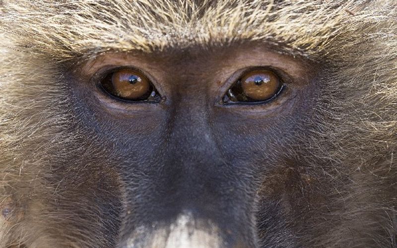 Una ambiciosa secuenciación genómica de 800 primates revela claves para identificar las mutaciones que causan enfermedades como el cáncer