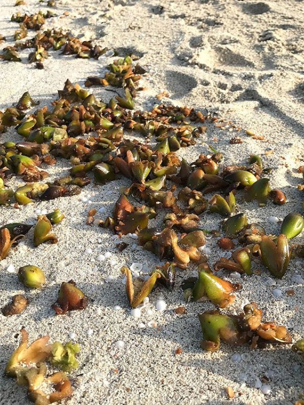 Un estudio científico logra avanzar en la comprensión de la posidonia para su conservación y restauración