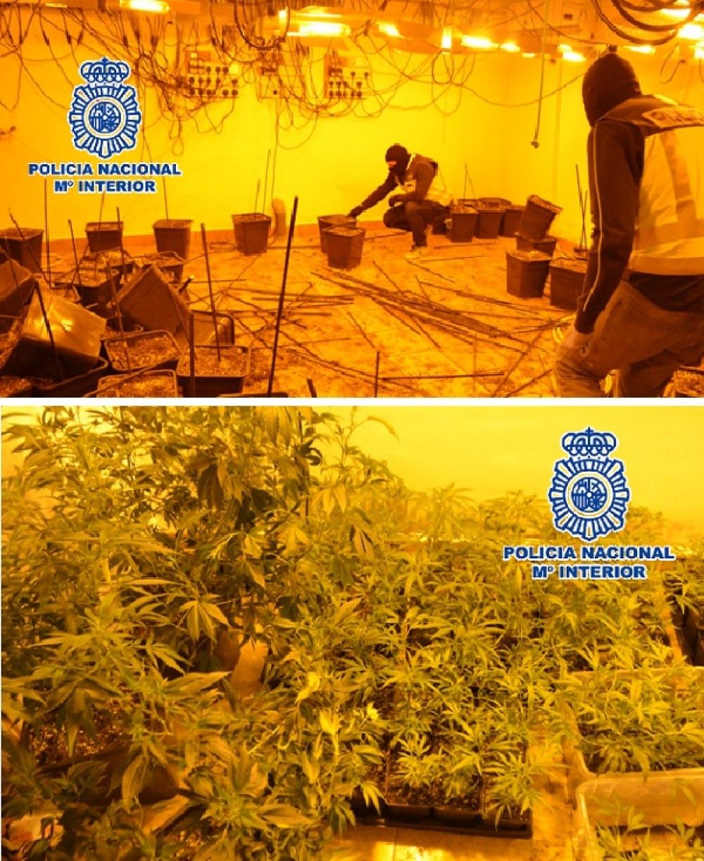La Policía Nacional descubre en Estepona una plantación de marihuana en una vivienda alquilada