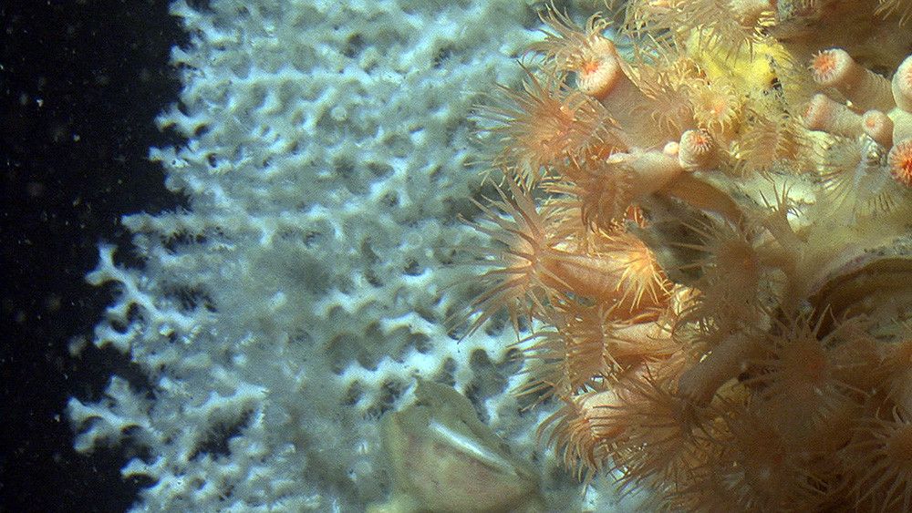 El ministerio inicia la elaboración de los planes de gestión de 15 espacios marinos protegidos