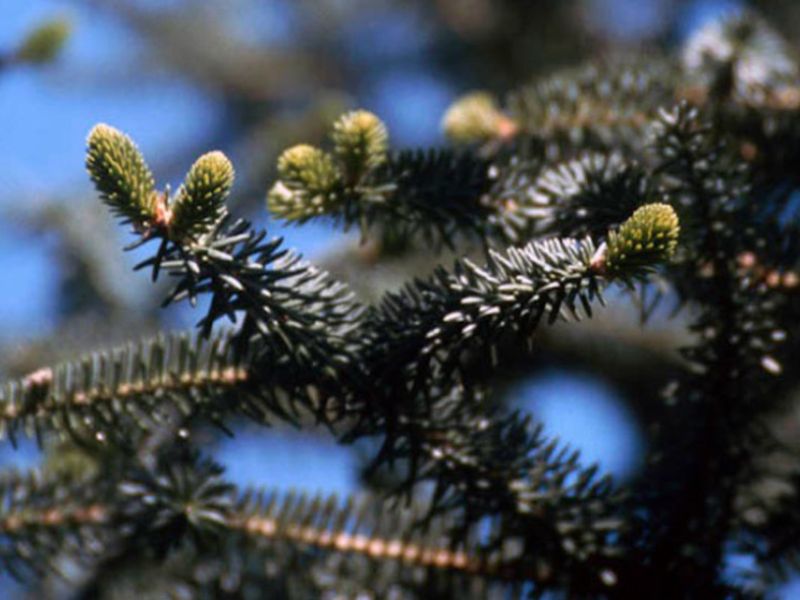 La recolecta de piña de pinsapo supera por primera vez los 1.500 kilos y favorecerá la recuperación de Sierra Bermeja (Málaga)