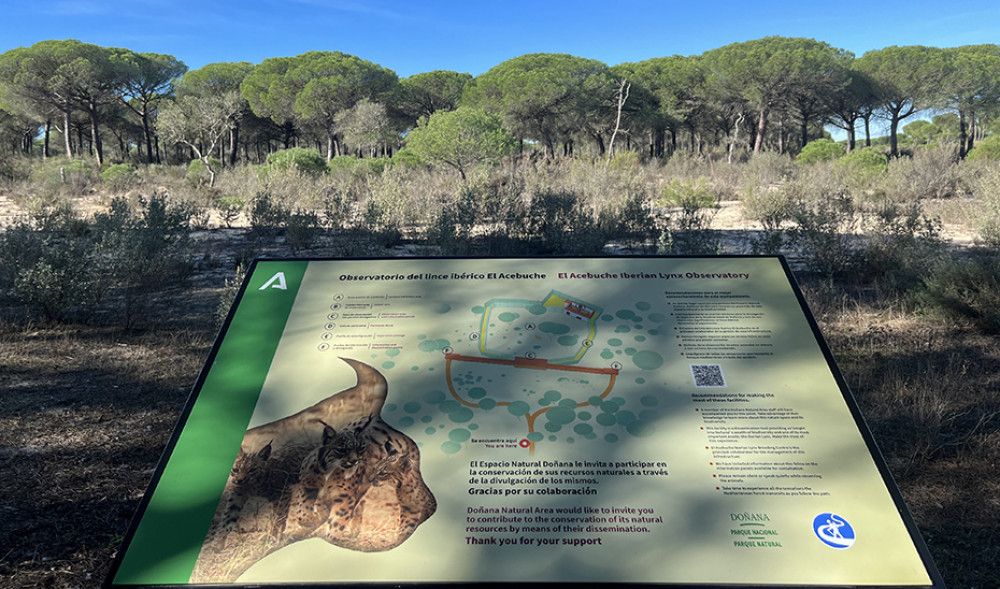 La Junta recuerda el legado imborrable de Aura, la lince que ha contribuido a la recuperación de la especie en Andalucía y toda la Península Ibérica