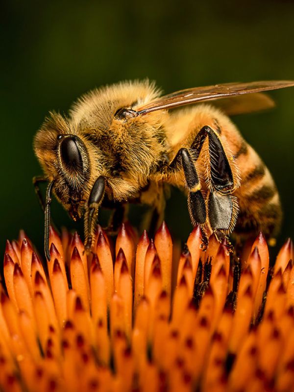 Las interacciones indirectas entre especies también influyen en su adaptación al medio natural