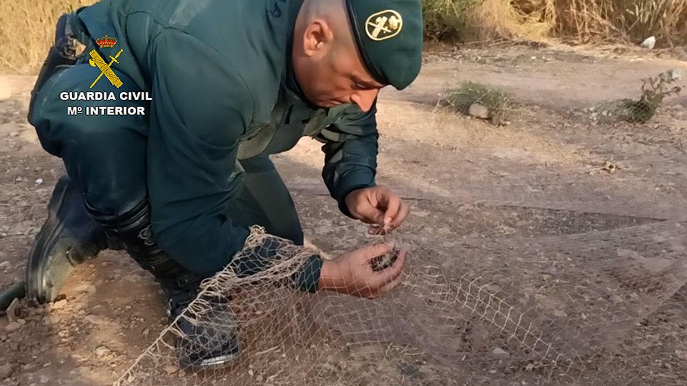 La Guardia Civil libera más de 270 aves capturadas ilegalmente en Valencia
