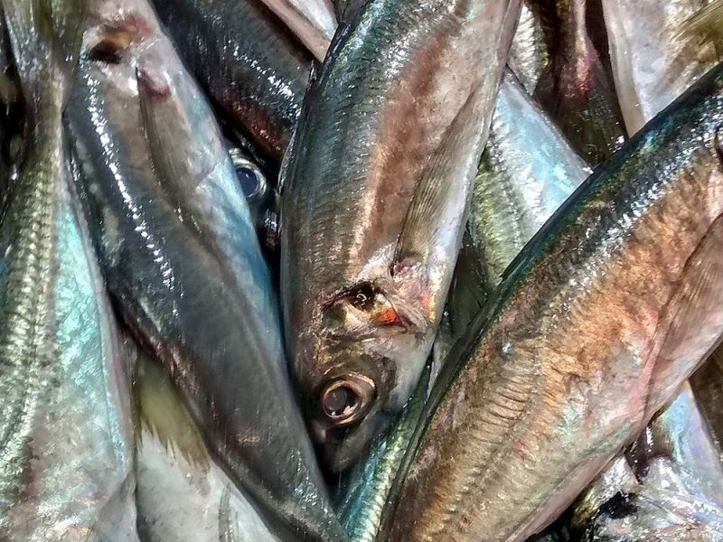 La Secretaría General de Pesca reparte las cuotas adicionales de sardina ibérica para 2023 obtenidas por intercambio con Portugal