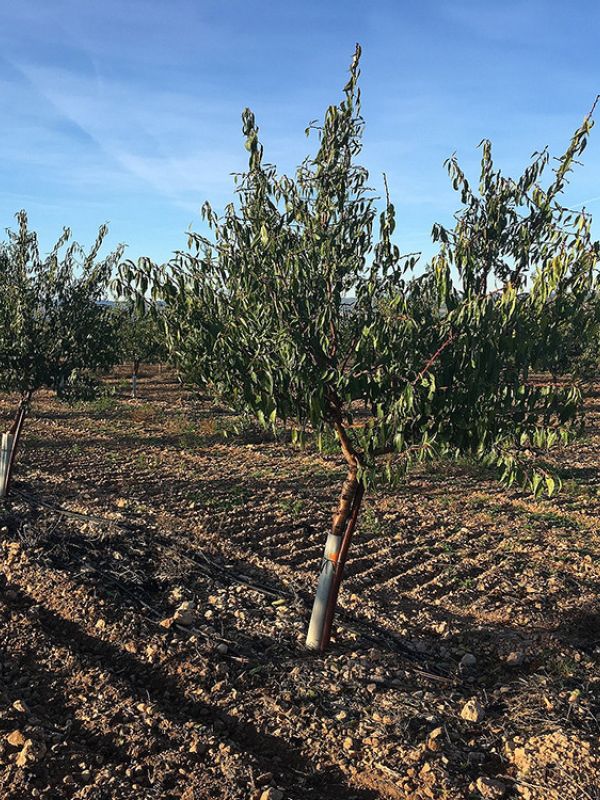 Un estudio establece el nivel de riego adecuado para un cultivo del almendro más rentable y sostenible