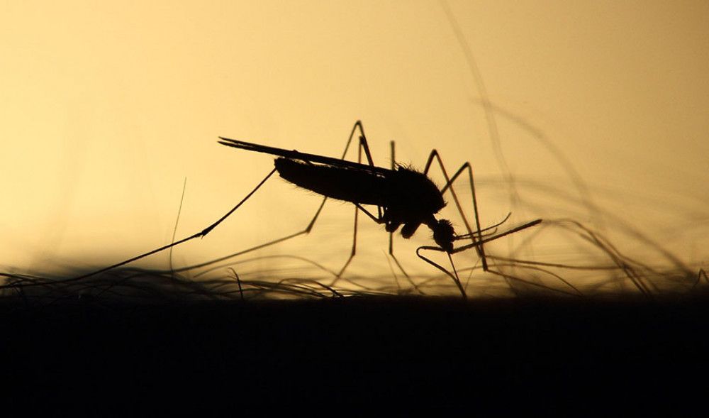 La Consejería de Salud evalúa la situación actual del virus del Nilo con los alcaldes de Coria y Villamanrique