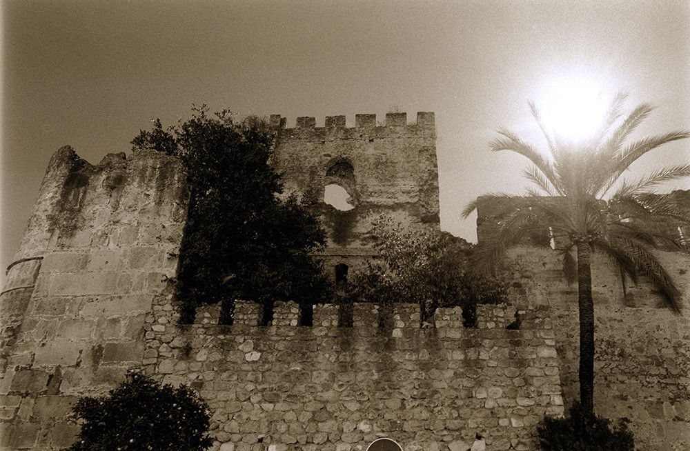 El Ayuntamiento retirará dos palmeras datileras y un palmito del entorno del Castillo para su trasplante en el vivero municipal previo a la realización de trabajos de consolidación de la muralla
