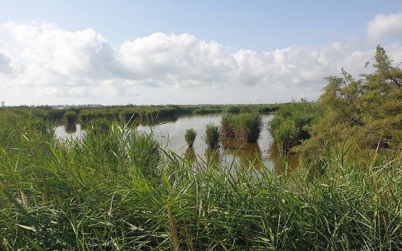 Los contaminantes orgánicos amenazan los ecosistemas acuáticos de las áreas de alto valor ecológico en España