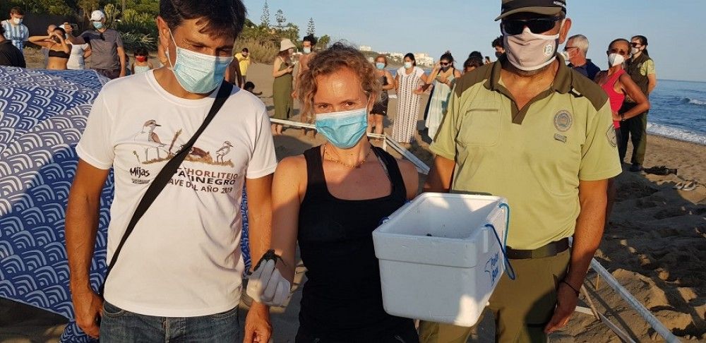 Las tortugas bobas nacidas esta semana en Cabopino han sido trasladas a un centro marino especializado en el Estrecho