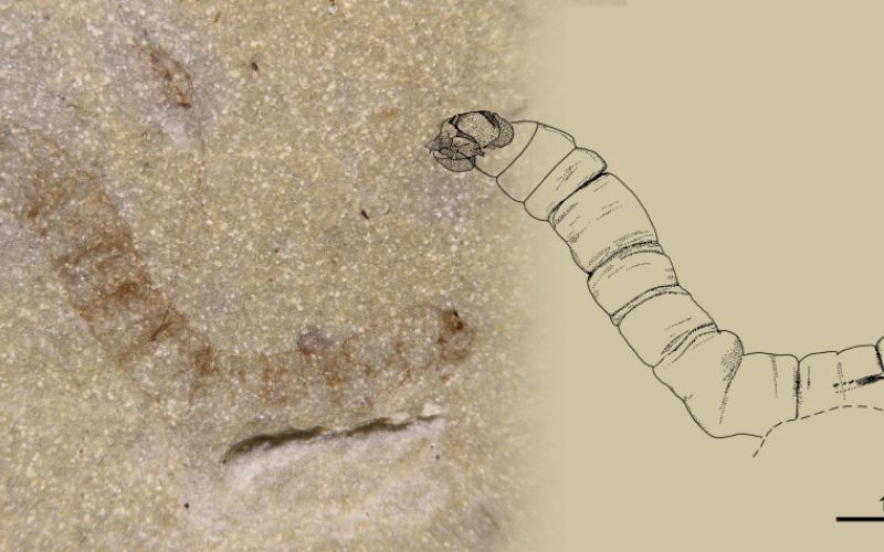 Investigadores localizan en Mallorca la larva fósil del “mosquito” más antiguo del planeta