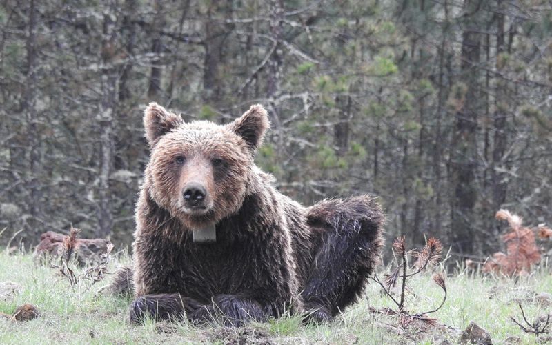 Un estudio señala que proteger las áreas que conectan poblaciones de oso pardo es crucial para su supervivencia