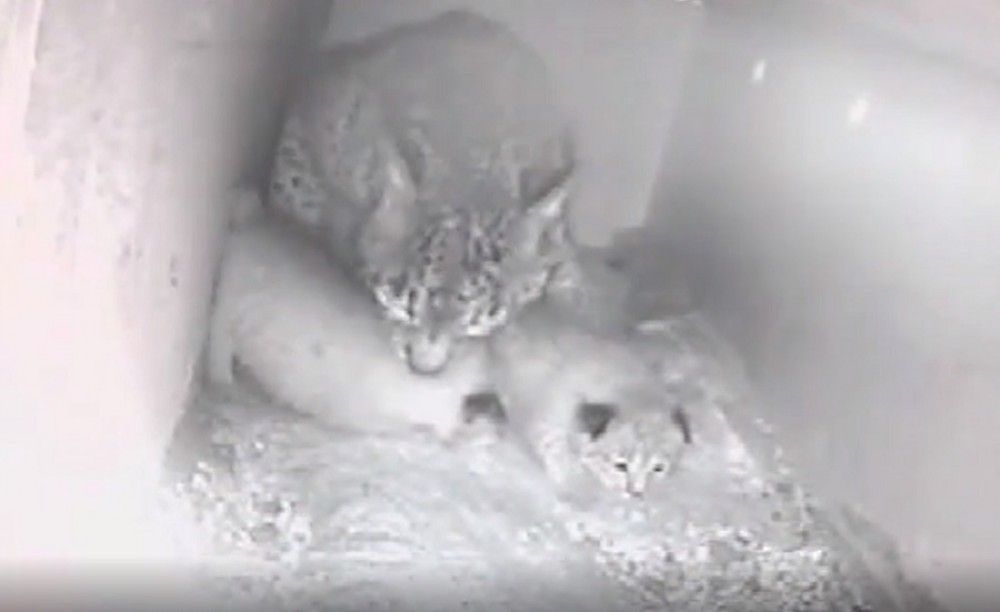Andalucía cuenta con nueve cachorros más de lince ibérico nacidos en el centro de La Olivilla