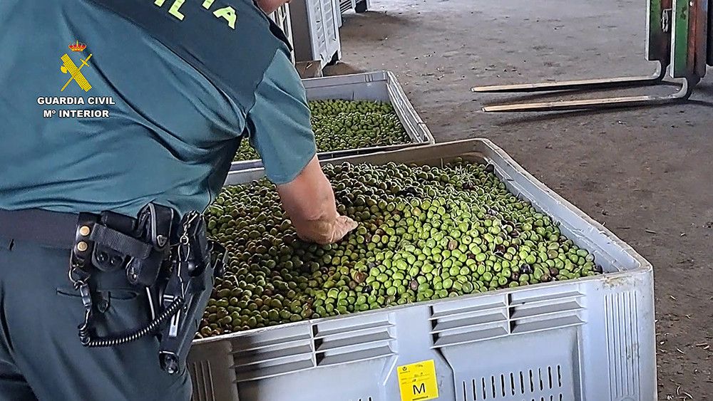 Intervenidas en Sevilla más de 91 toneladas de aceitunas y 400 litros de aceite con etiquetado falso